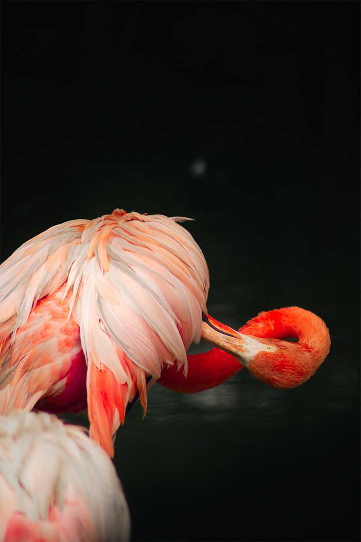 flamingo