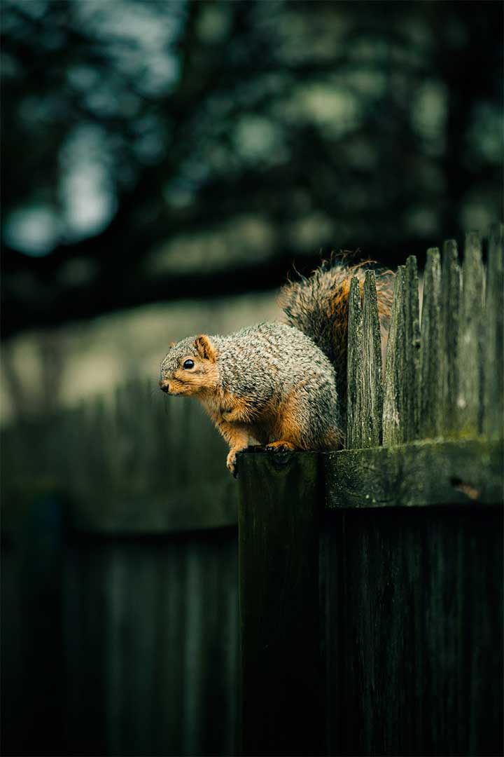 squirrel